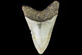Fossil Megalodon Tooth - North Carolina #109544-2